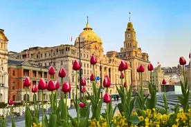 街拍黄浦丨黄浦江畔花似锦，申城无处不飞花图片