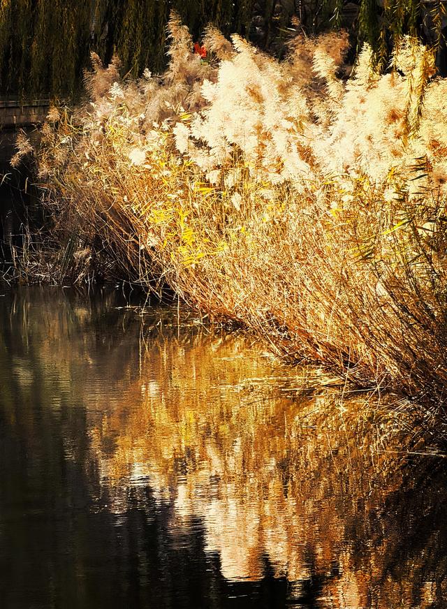 芦苇黄，河水碧，邂逅北京南长河畔的初冬