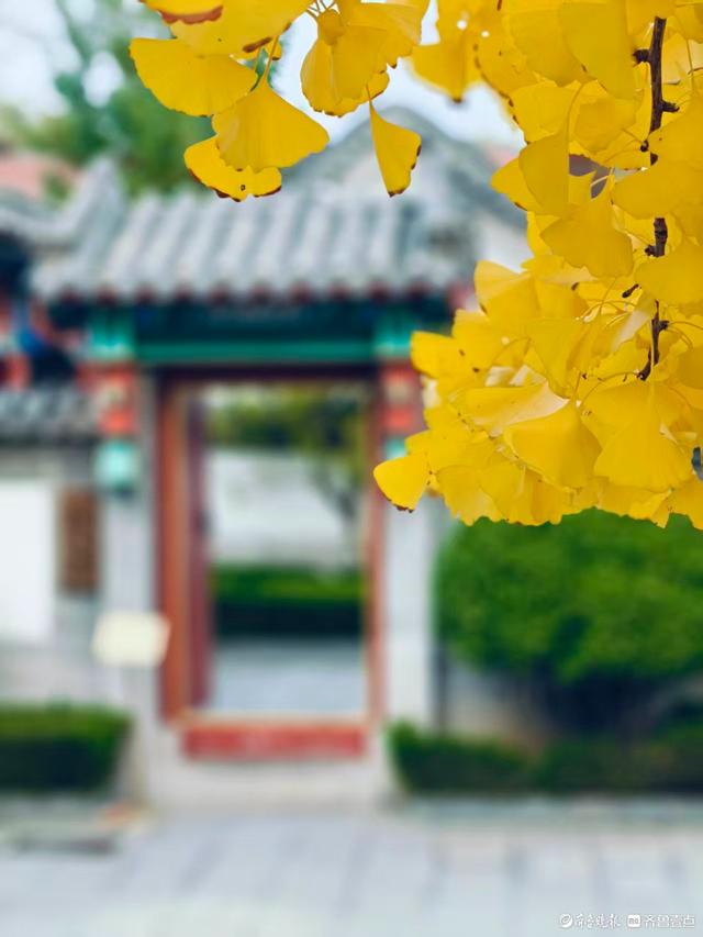 文庙秋韵，金叶叩红墙