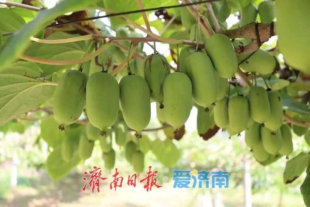济南向西一小时|来张夏孔庄，摘软枣猕猴桃、赏山水人文、品庭院风味