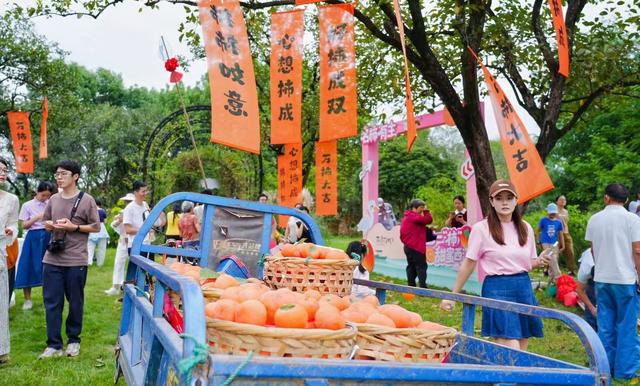 火柿映波，尝鲜要趁早，西溪湿地糖分超标