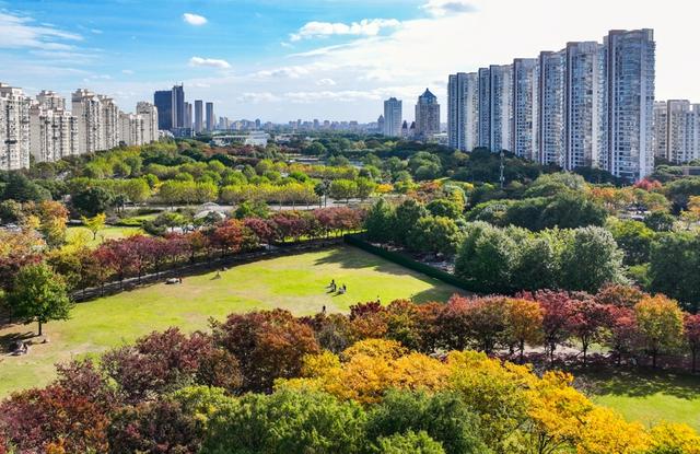 在松江中央公园的落叶与光影里寻秋