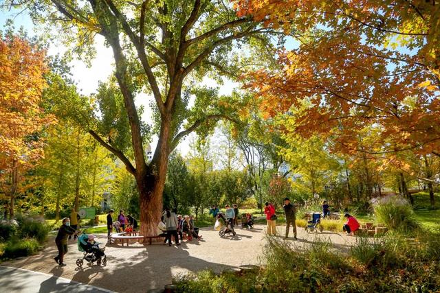 278万亩彩叶树绘就北京最美金秋画卷