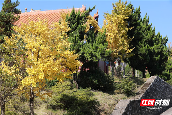 五溪秋实记丨靖州飞山：立冬未央秋韵凝诗画（福地怀化·风物季）