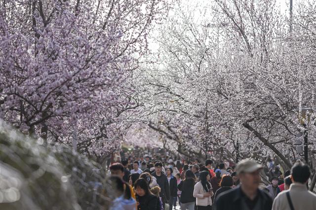 呼和浩特：青城桃花开