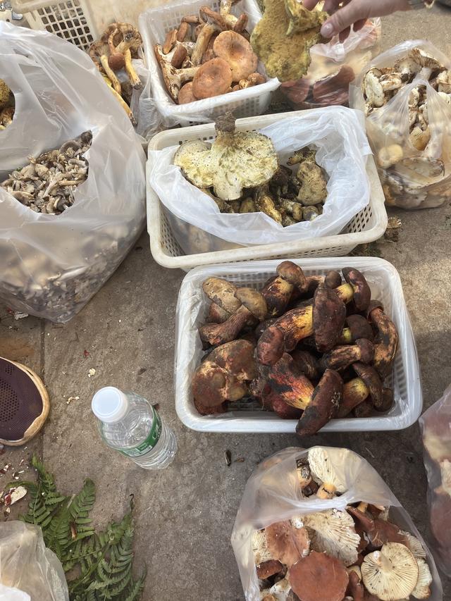 写点生活｜昆明避暑之菌菇篇