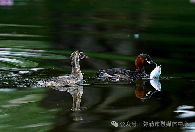海鸥为何奔赴弥勒？原因找到了...