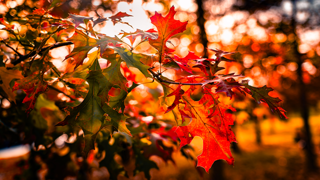 图说遂平：丹霞碧水缤纷色 层林尽染锦绣图