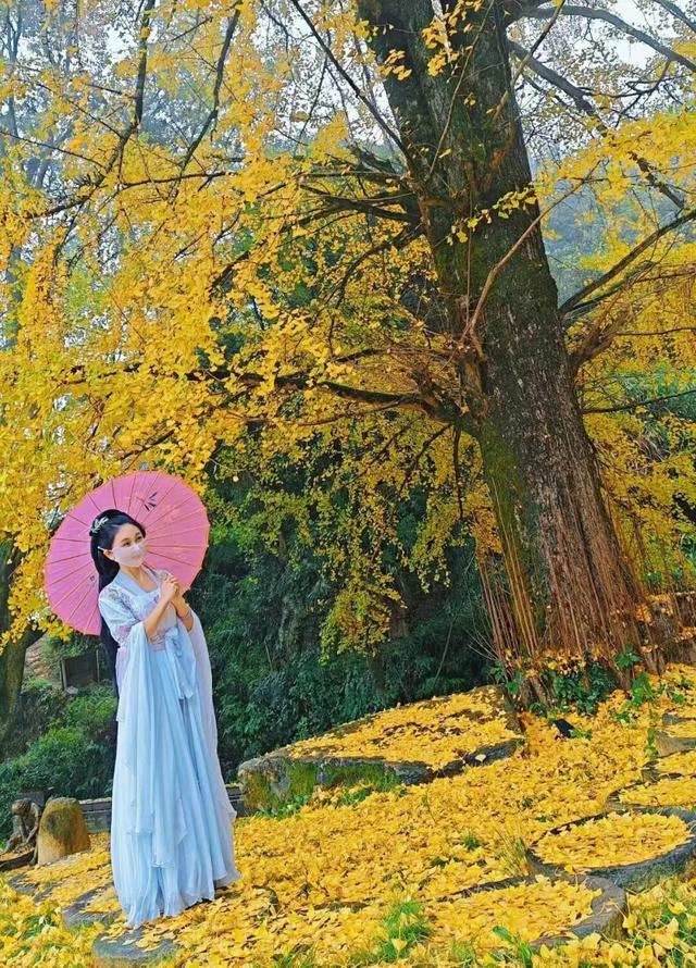 金色盛装！永新黄竹岭古银杏迎来“高光时刻”