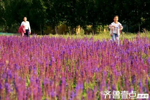 壹点号·秀山东|德州薰衣草花海的浪漫，是连呼吸都带着甜香的紫💜