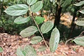 云南镇康南捧河保护区首次发现国家二级保护植物勐仑翅子树图片