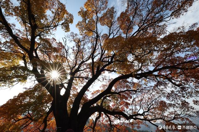 崂山神清宫遗址的五角枫