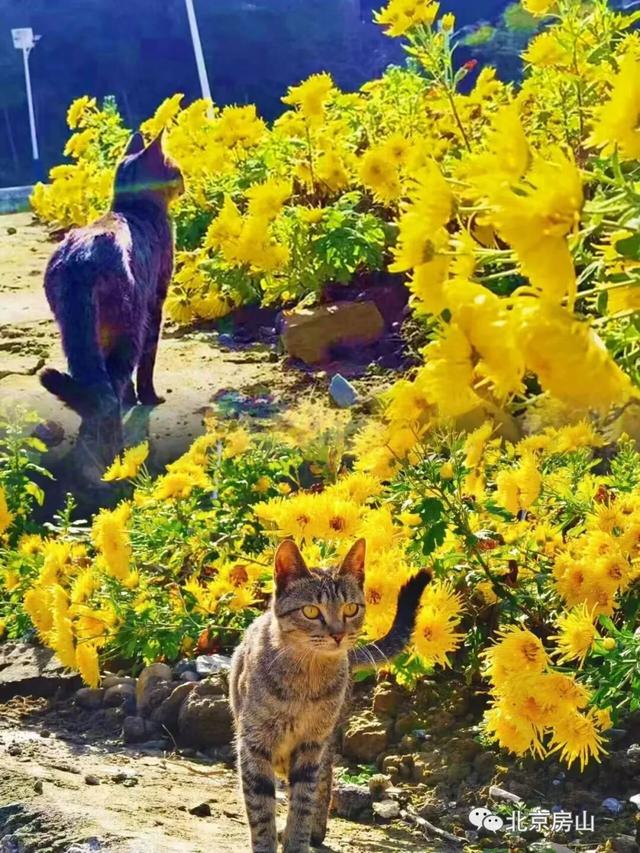 多彩京秋各区巡游 |房山区美翻了！秋日限定~