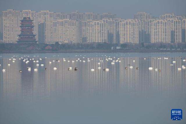 安徽滁州：城市公园成候鸟“越冬天堂”