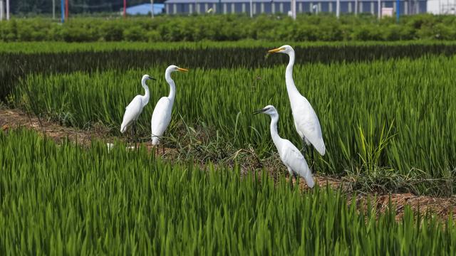 河北遵化：景观稻田现白鹭