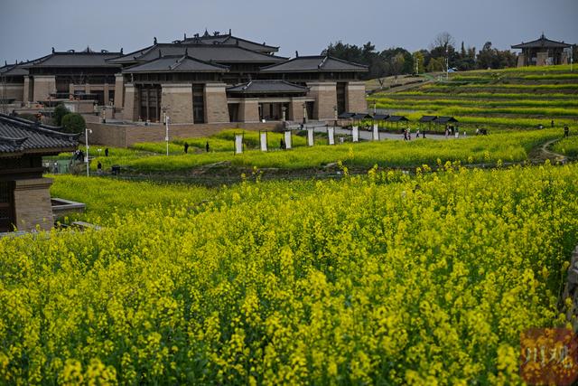 C视觉丨四川双流：油菜花海邂逅春日“繁花”   起落飞机上演现实版“开往春天的航班”