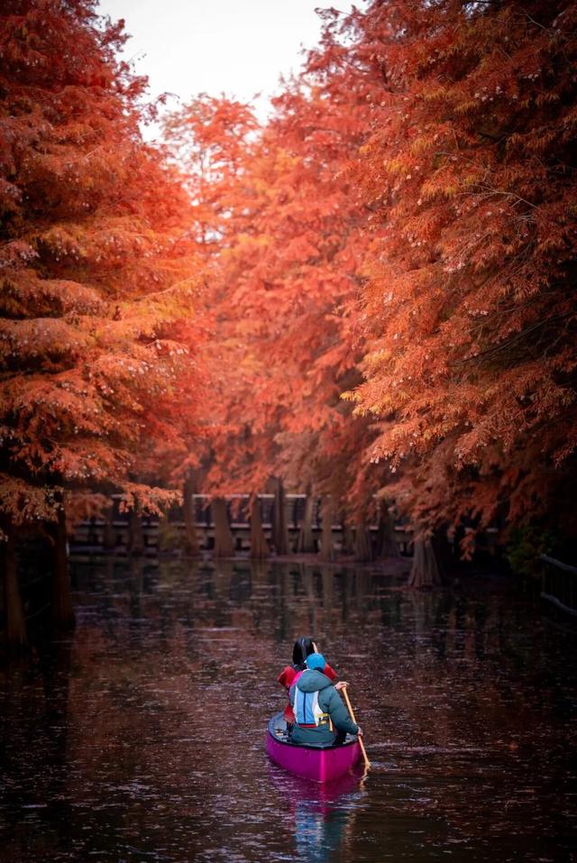 元旦解锁崇明，超多活动等你来