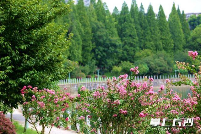 烈士公园：紫薇花绽放开出热烈和浪漫
