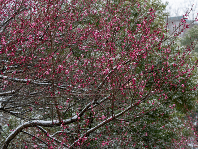 马鞍山这片花海，免费又出片！