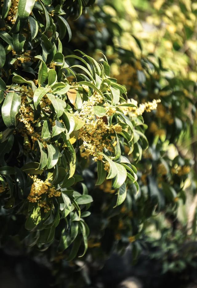 你闻到了吗？台江这些地方好香！