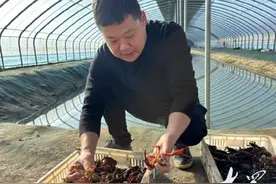 破解“冬荒”困局！鱼台小龙虾冬养成功图片