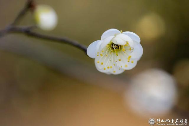 梅花山早梅“剧透”！盛花期在……