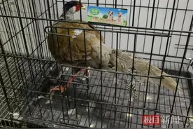 国家级保护动物误闯民宅，湖北崇阳民警联系专业人士救助放归自然图片