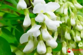 西和：槐花飘香网络图片