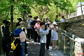 文创上新、民宿客满、粉丝到位……氛围感拉满，“福宝”今天正式亮相图片