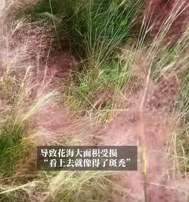 太可惜，被迫提前“下架”！上海这里正值“颜值巅峰”，多处“伤痕累累”……