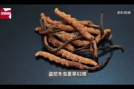 价值18万余元!男子在祁连山非法收购5632根冬虫夏草获刑图片