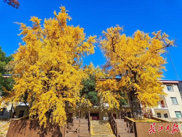 1300岁！武汉两株“银杏王”，金了