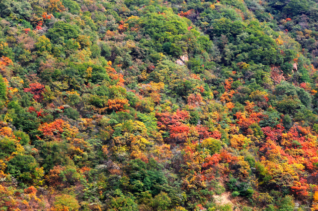 这里红叶进入“巅峰”，抓紧时间，真的会落！