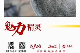石榴图汇·魅力精灵丨山间侠客 北山羊飞檐走壁轻功了得图片