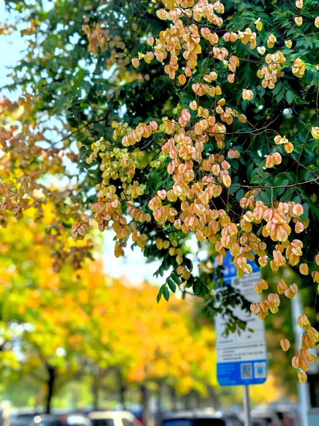 这边风景“郑”好（三）：花海成景 节日色彩分外浓