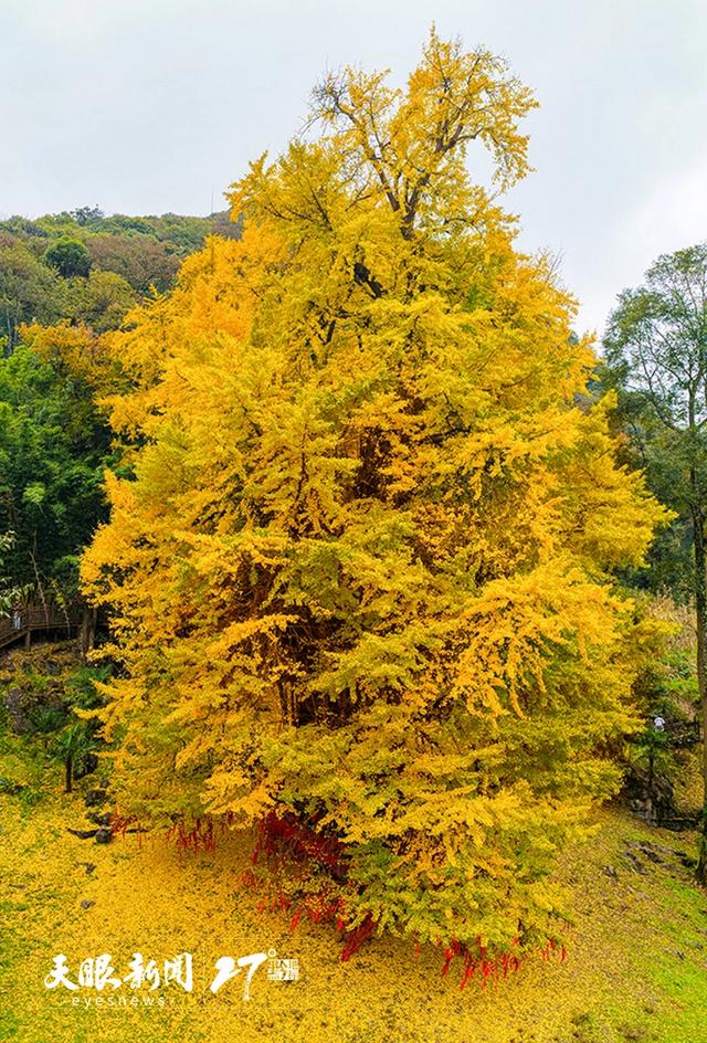 贵州长顺4700年“中华银杏王”迎来绝美观赏季