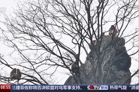 湖北巴东惊喜“抓拍”！川金丝猴绝壁上撒欢觅食图片