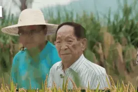 海水稻！漳州向袁隆平汇报！图片