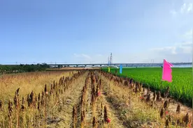 果然有种 | 有了三亚电子加速器加持 “太空粮食”藜麦传统育种难题迎刃而解图片