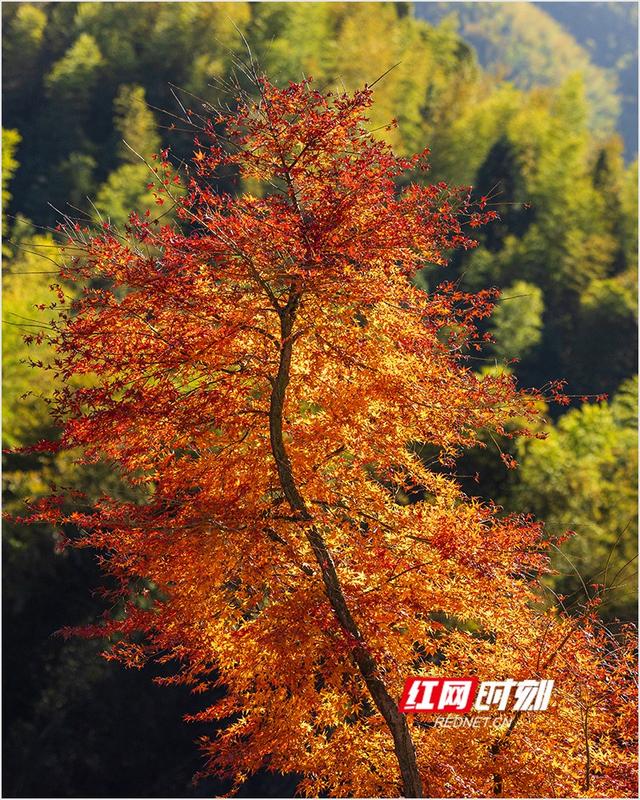 潘华摄影作品：漫步永州蓝山谷 邂逅湘江源头的层林尽染