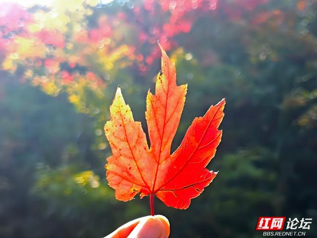 秋游时刻丨当秋日遇 “意外”，鱼形山用一湖碧水、满道红枫作答