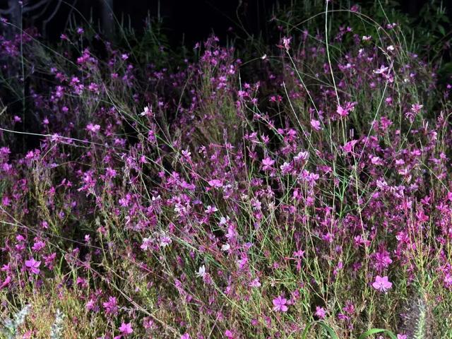 夜晚，我们在公园里“找宝藏”