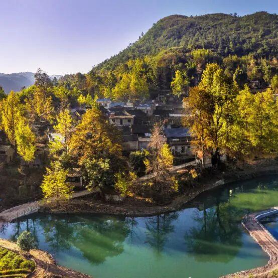 千年银杏韵，金黄满地诗，金色海洋游玩攻略来了！