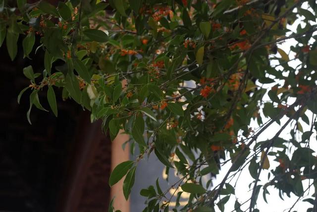 点 击 ↑ 看莲都的秋天