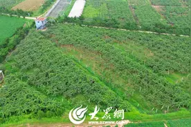 田间地头看丰收｜②黄墩镇后崖村45亩奇异果喜获丰收！图片