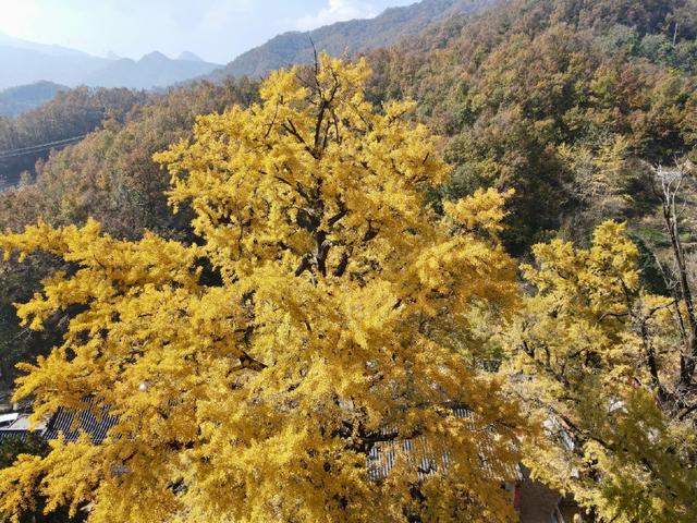 鲁山千年银杏“披金甲” 金秋盛景引客来