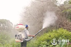 “德化出现巨型‘蜘蛛网’？”追踪：“巨网”是尺蠖结的“家”图片