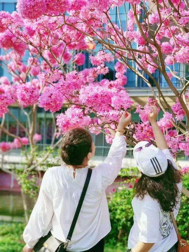 美到上央视！珠海超大花海，开好了！