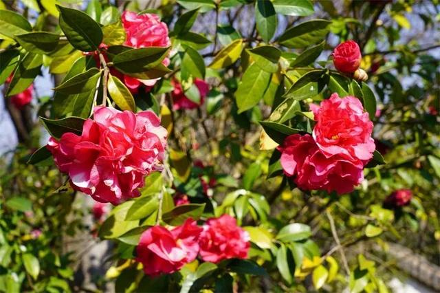 楚雄花开成海！你期盼的春天提前来了