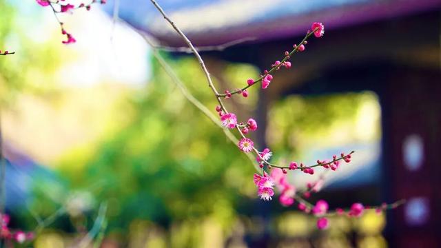 新都桂湖今冬第一株红梅开放